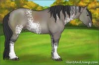 Horse Color:White Spotted Grullo