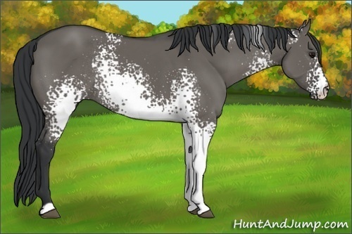 Horse Color:White Spotted Grullo Rabicano 