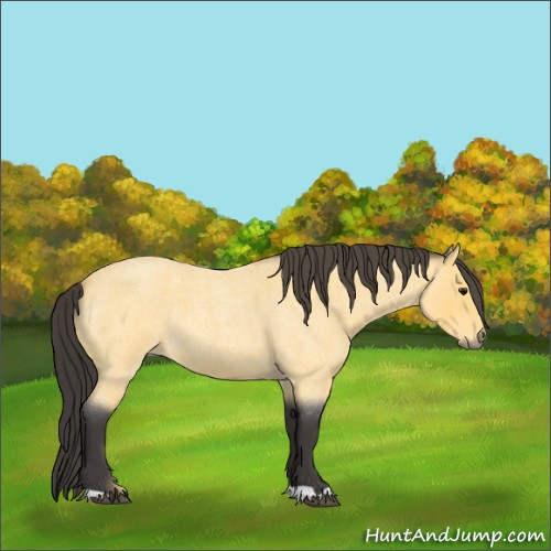 Horse Color:Buckskin Roan 