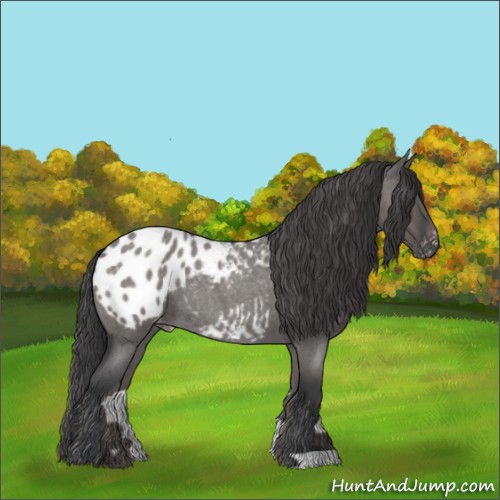 Horse Color:Grullo Roan Appaloosa 
