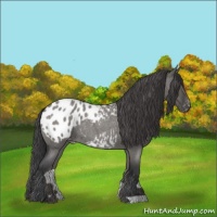 Horse Color:Grullo Roan Appaloosa