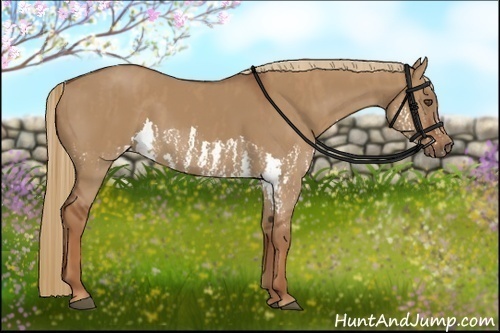 Horse Color:Red Dun Splash  Brindle