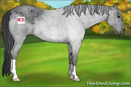 Horse Color:Blue Roan 