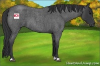 Horse Color:Blue Roan