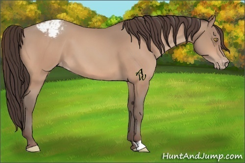 Horse Color:Amber Champagne Appaloosa 