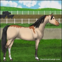 Horse Color:Bay Dun