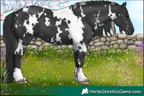 Horse Color:White Spotted Black 