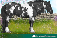 Horse Color:White Spotted Black 