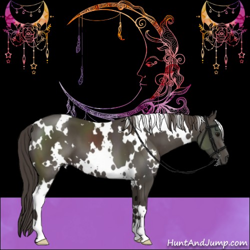 Horse Color:White Spotted Smoky Black 