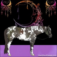Horse Color:White Spotted Smoky Black 