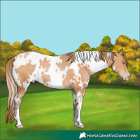 Horse Color:White Spotted Bay Pearl