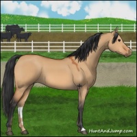 Horse Color:Bay Dun 