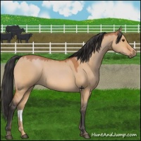 Horse Color:Bay Dun
