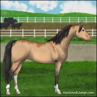 Horse Color:Bay Dun
