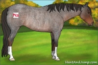 Horse Color:Liver Red Roan Rabicano 