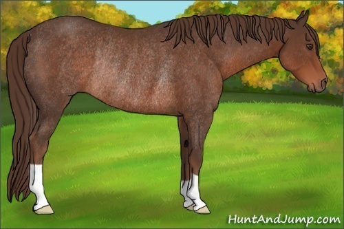 Horse Color:Liver Chestnut Rabicano 