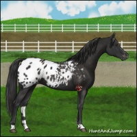 Horse Color:Liver Chestnut Appaloosa
