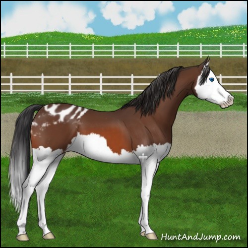 Horse Color:Bay Splash Appaloosa 