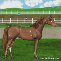 Horse Color:White Spotted Chestnut 