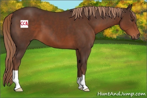 Horse Color:Liver Chestnut 