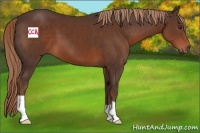Horse Color:Liver Chestnut 