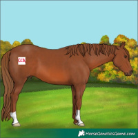 Horse Color:Chestnut 