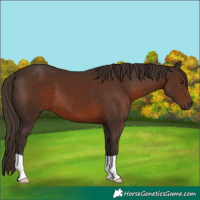 Horse Color:Liver Chestnut 