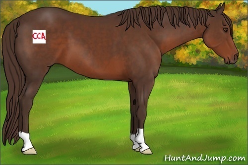 Horse Color:Liver Chestnut 