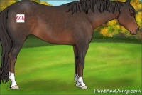Horse Color:Liver Chestnut 