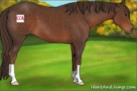 Horse Color:Liver Chestnut 