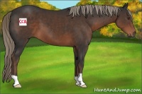 Horse Color:Liver Chestnut 