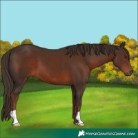 Horse Color:Liver Chestnut 