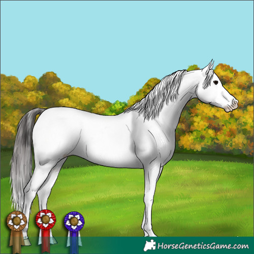 Horse Color:Brown Tobiano Appaloosa