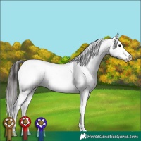 Horse Color:Brown Tobiano Appaloosa 