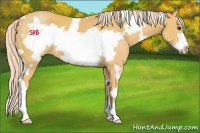 Horse Color:White Spotted Palomino Frame