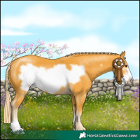 Horse Color:Palomino Frame