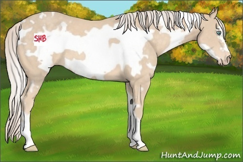 Horse Color:White Spotted Cremello Frame 