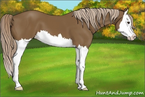 Horse Color:Chocolate Palomino Sabino Splash 