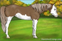 Horse Color:Chocolate Palomino Sabino Splash