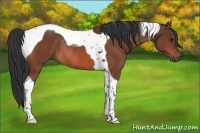 Horse Color:Bay Tobiano Rabicano
