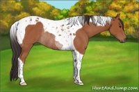 Horse Color:Bay Tobiano Rabicano 