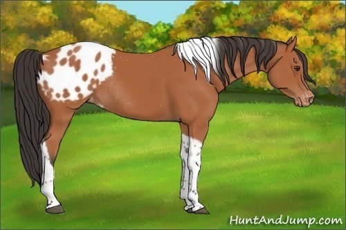 Horse Color:Bay Tobiano Blanket Rabicano 