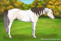 Horse Color:Amber Champagne Roan Dun Splash Tobiano Frame Rabicano 