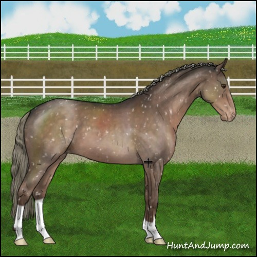 Horse Color:Liver Red Roan Mushroom Appaloosa 
