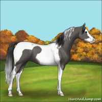 Horse Color:Grullo Splash Tobiano