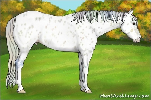 Horse Color:Nacre Watercolor Silver Brown Ice Near Leopard Rabicano