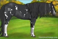Horse Color:White Spotted Black