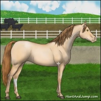 Horse Color:Bay Pearl Dun 