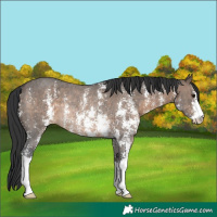 Horse Color:Brown Dun Sabino Rabicano