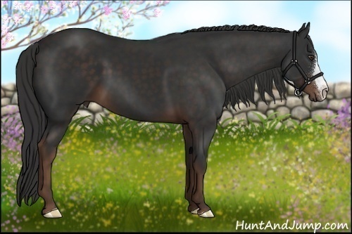 Horse Color:Liver Chestnut 
